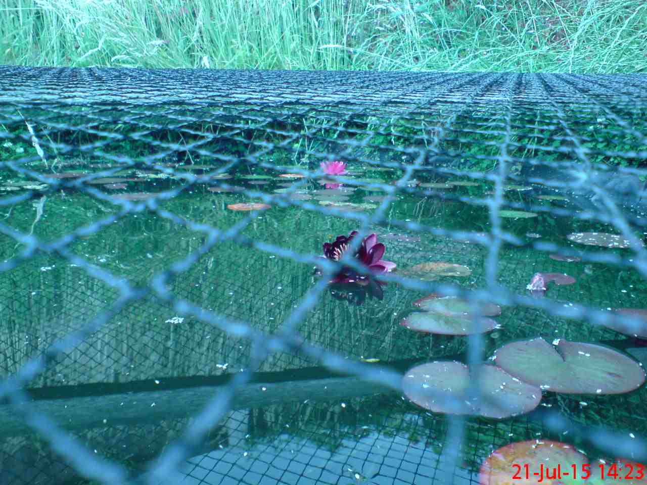 ImagesGarden/2015-07 Pond Net & Lillies.jpg